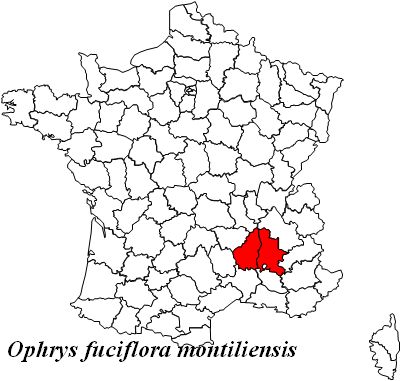 Ophrys fuciflora subsp. montiliensis Op%20montiliensis