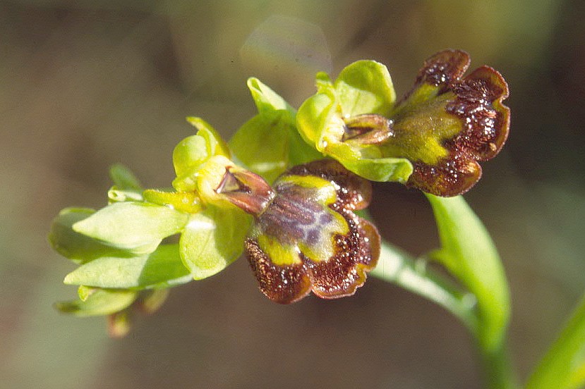 Ophrys lutea × speculum (× chobautii) Ophrys%20ciliata%20X%20lutea
