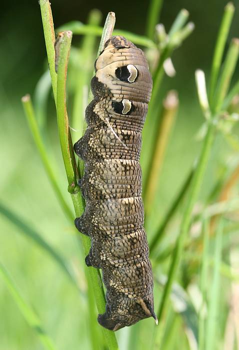 Cicadelle : Cercope de l'alne