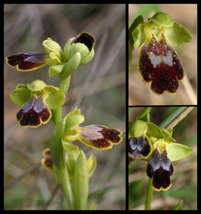 delforgei/forestieri/lupercalis and co - Page 2 Op_bilunulata