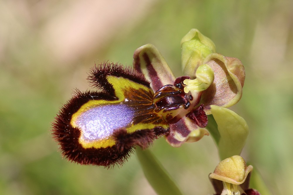 Ophrys miroir histoire de speculer un peu...) Drome%20f9